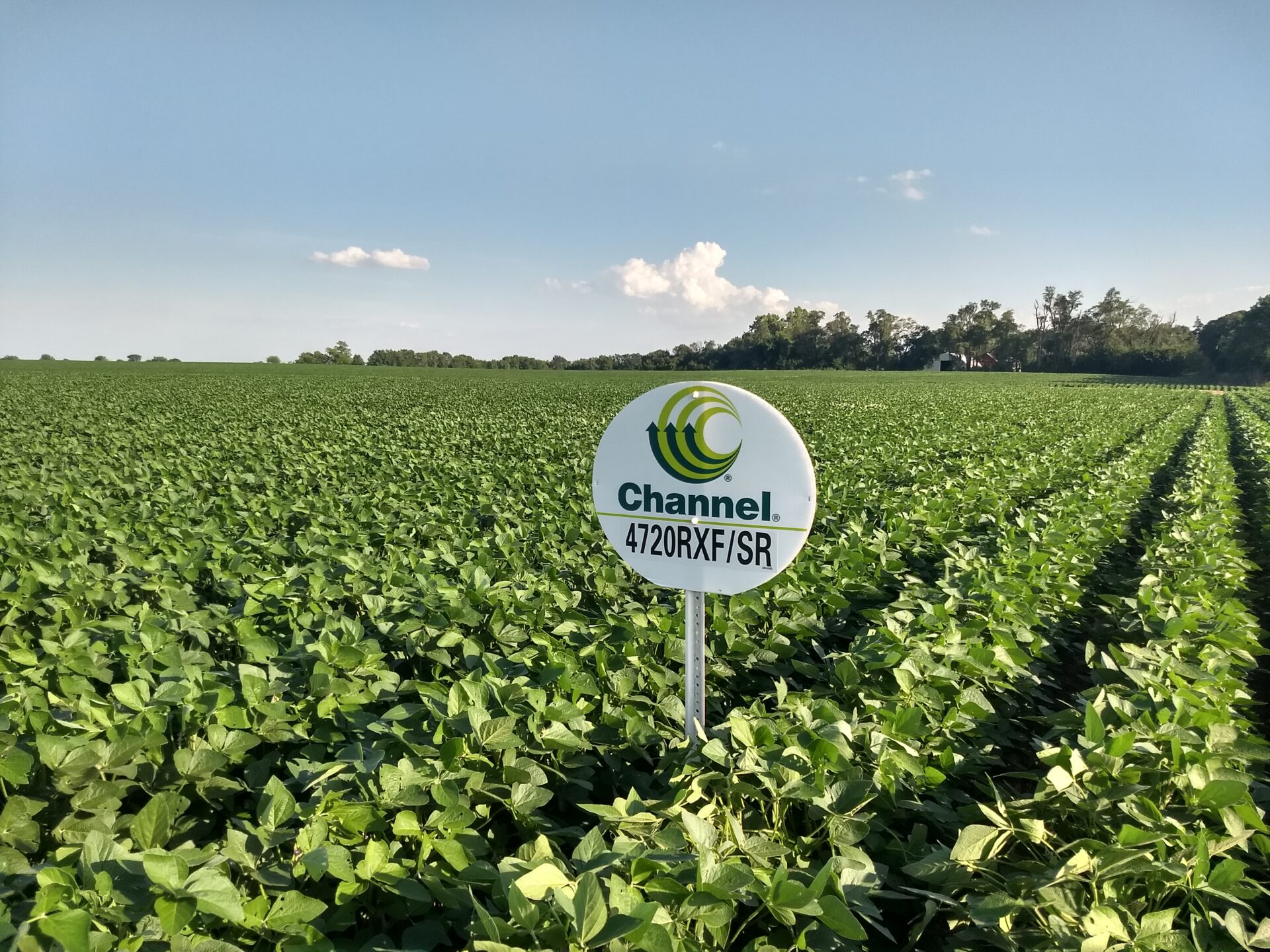 Soybeans » Jantz Farms LLC