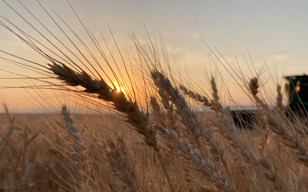 Seed Wheat Varieties Info 2026 File 1